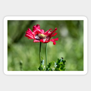 Red Poppy Wildflower Sticker